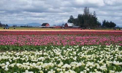 Skagit Valley Tulip Fields