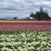 Skagit Valley Tulip Fields