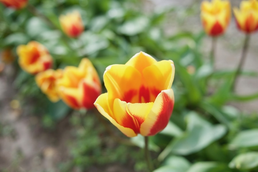Tulips in Mt Vernon, WA