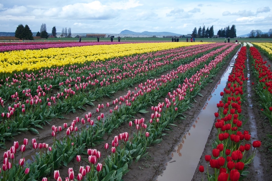 Tulip Fields in Washington
