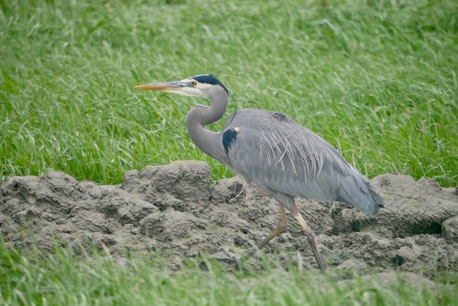 Blue Heron in the Skagit Valley