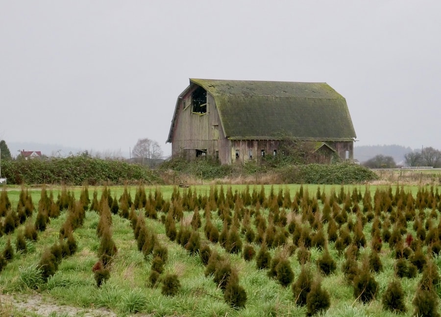 Old barn in the Skagit Valley