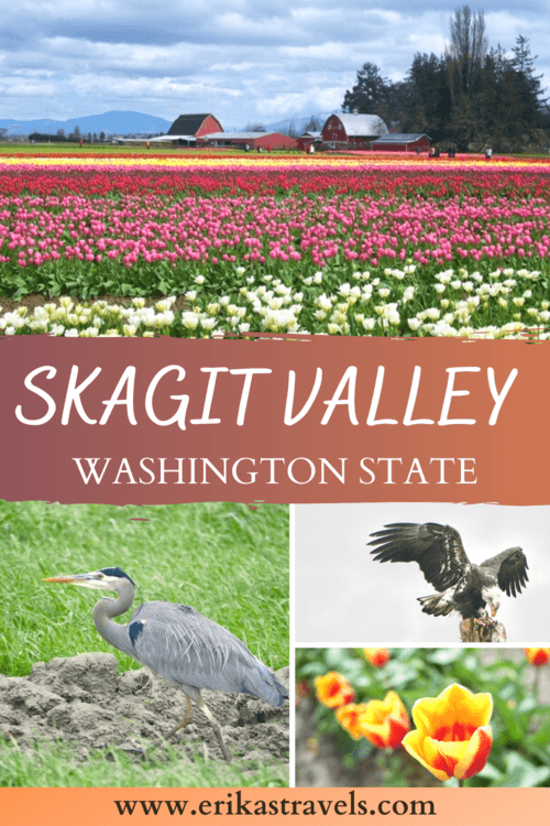 Skagit Valley Tulip Fields