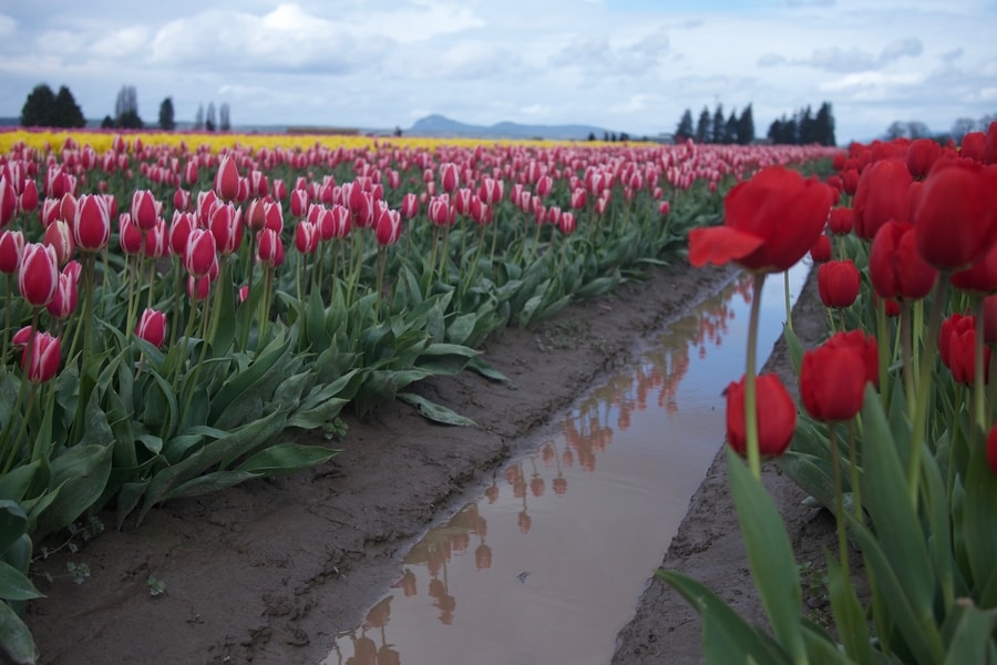 Tulips in Washington