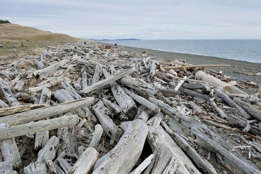 Driftwood on Beach, San Juan