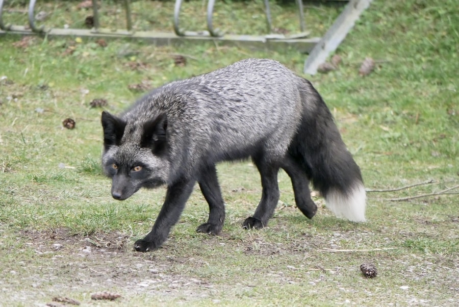 Fox on San Juan Island