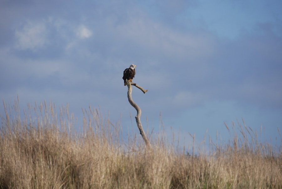 Bald eagle along Ocean Shores Beach