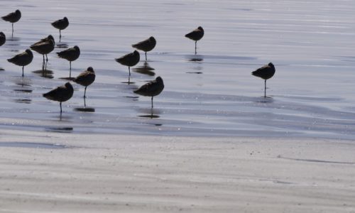 Birds in Ocean Shores
