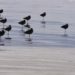 Birds in Ocean Shores