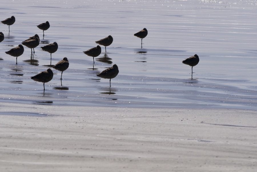 Birds in Ocean Shores