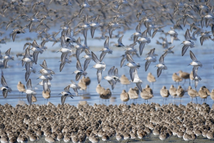 Birds on the beach