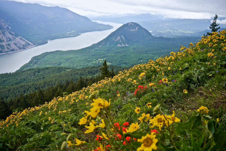 Dog Mountain