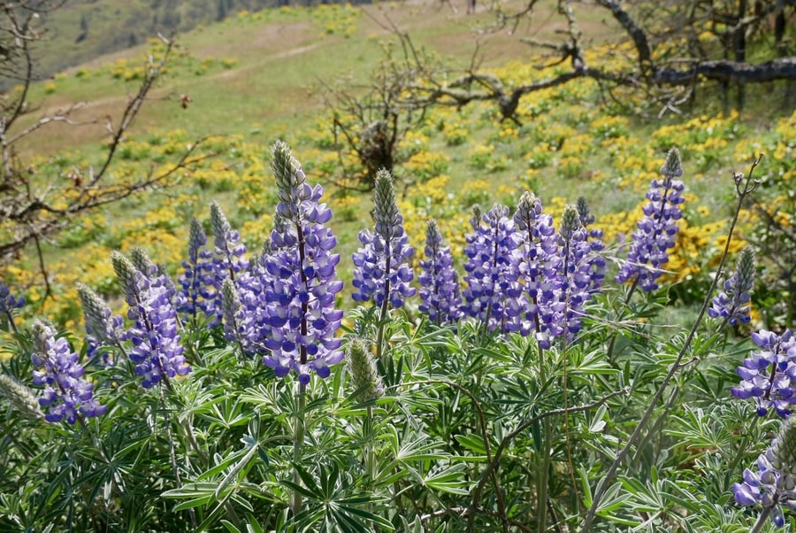 Wildflowers, Columbia Gorger