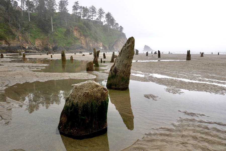 Neskowin Ghost Forest