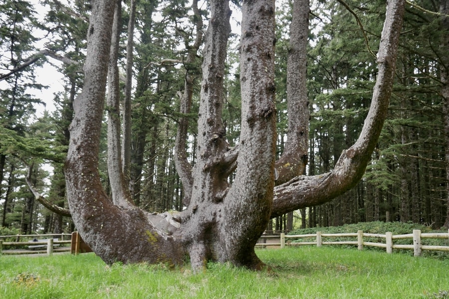 Octopus Tree, Cape Meares