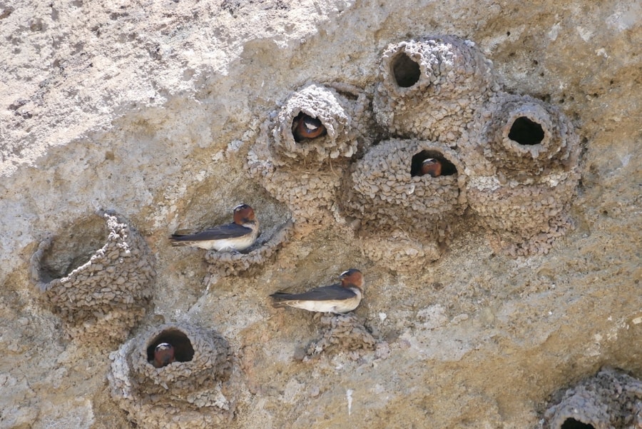 Birds at Petroglyph Point