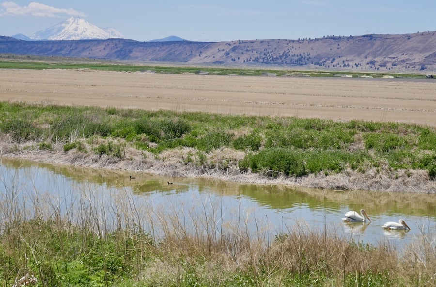 Tule Lake with Mt Shasta in the background