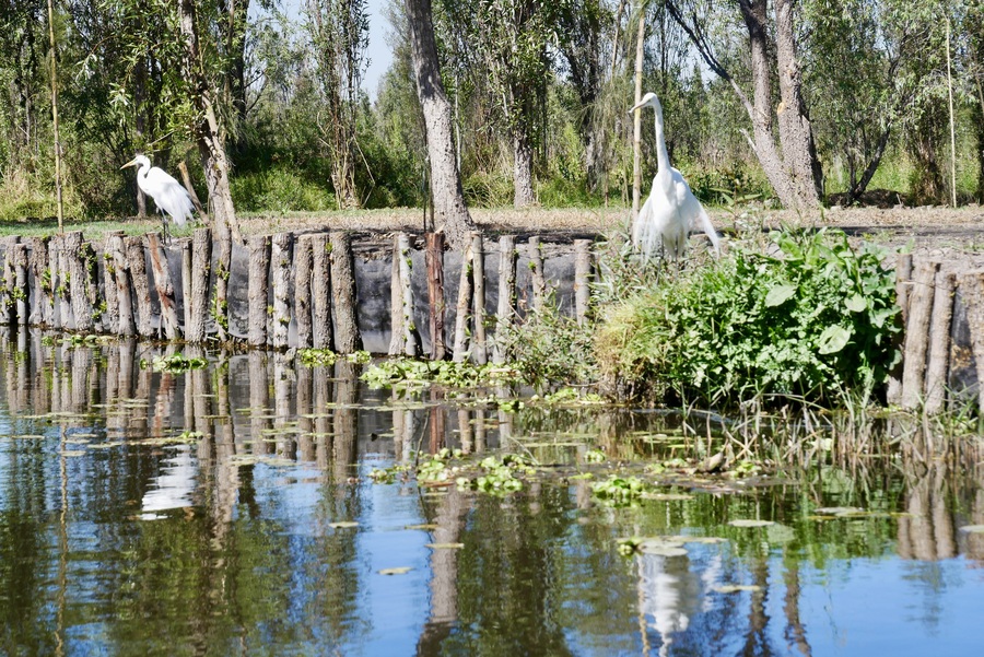 Chinampas in Xochimilco, Mexico