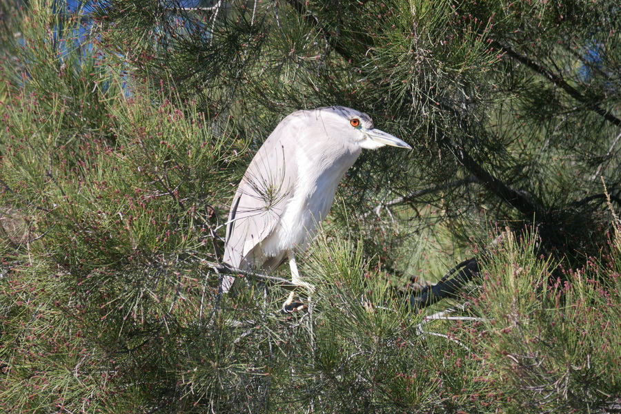 Night Heron