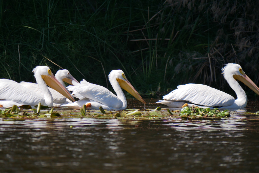 Pelicans