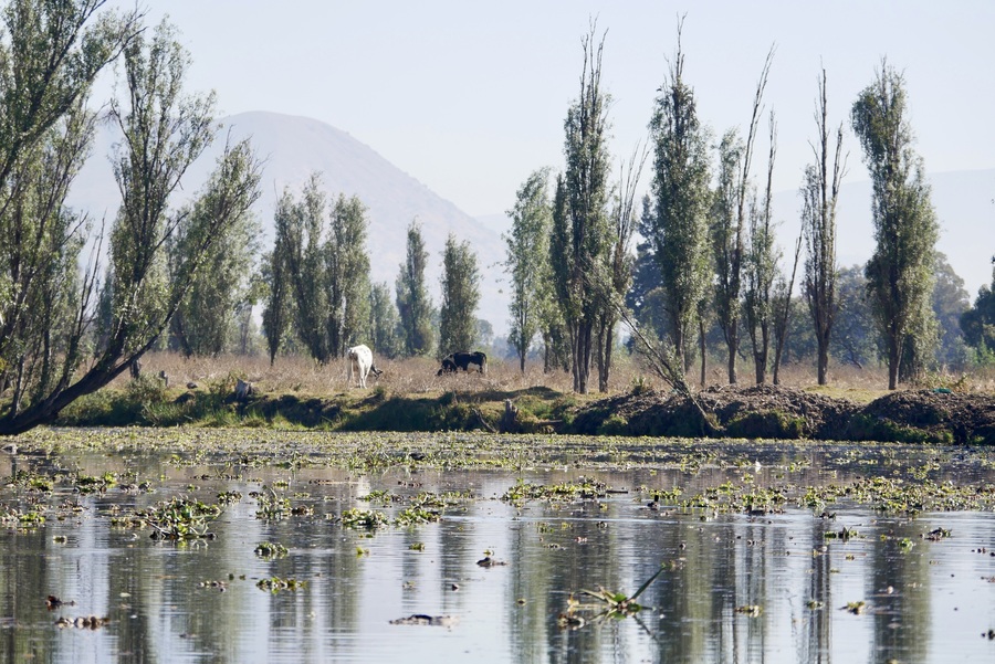 Xochimilco Canals